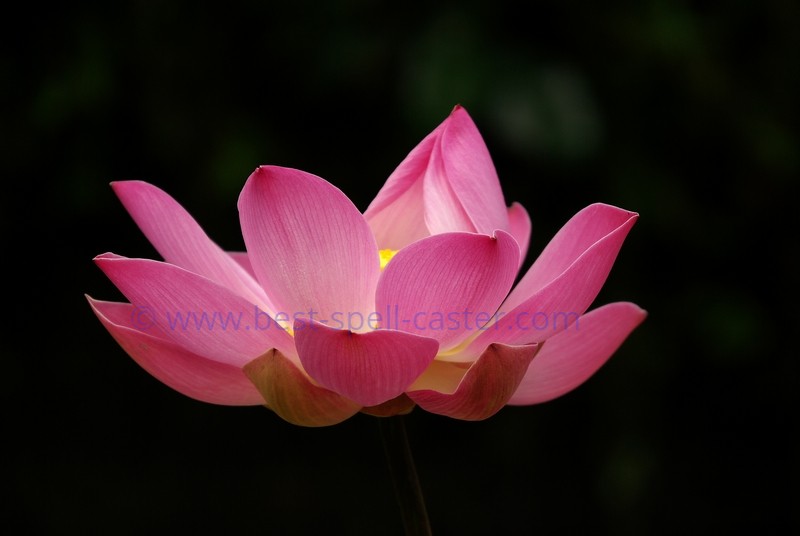 Radiant Lotus